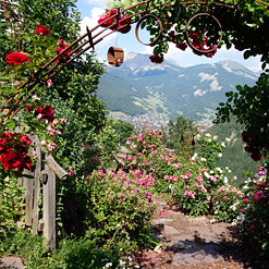 Rose garden in Bulla